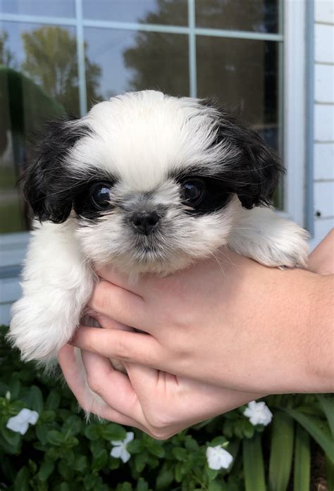 shih tzu puppies for sale in la